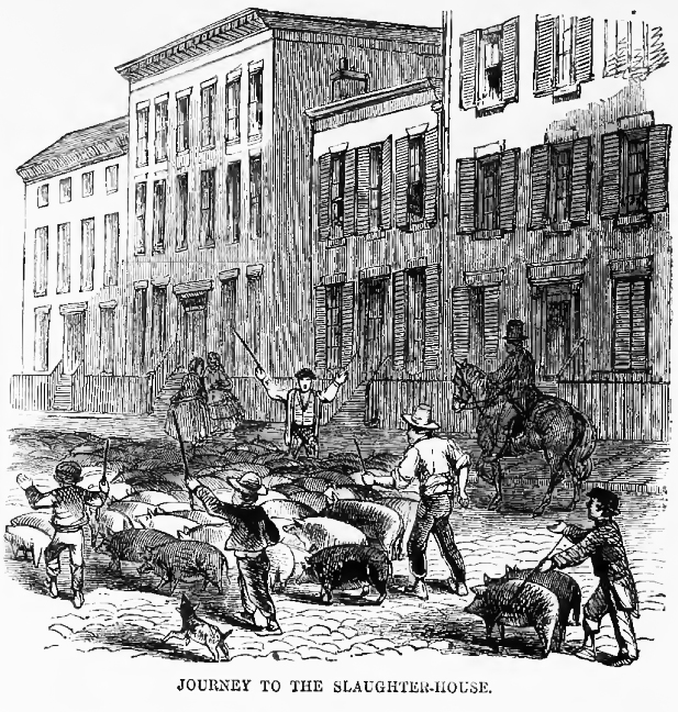 Driving hogs to slaughter along Cincinnati’s residential streets, as illustrated by Harper’s Weekly in 1860.