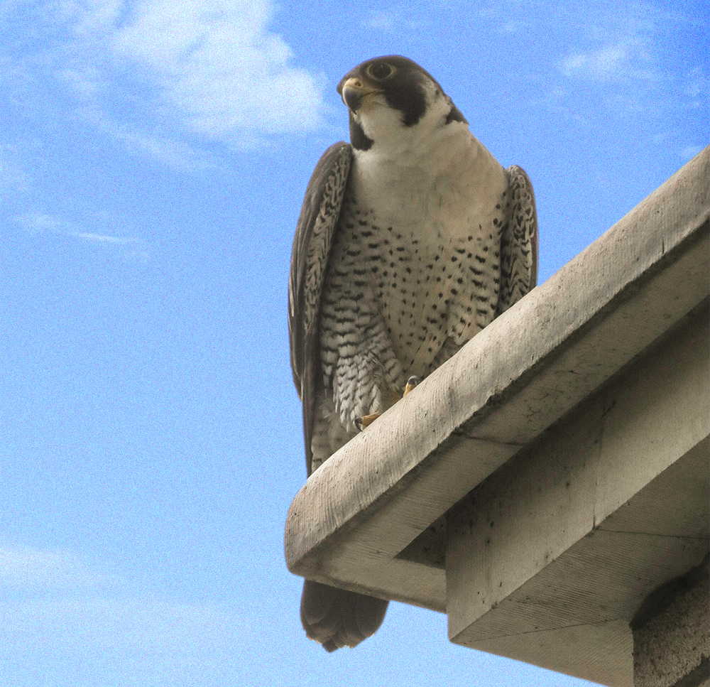 Why Peregrine Falcons Are Calling Philadelphia Home