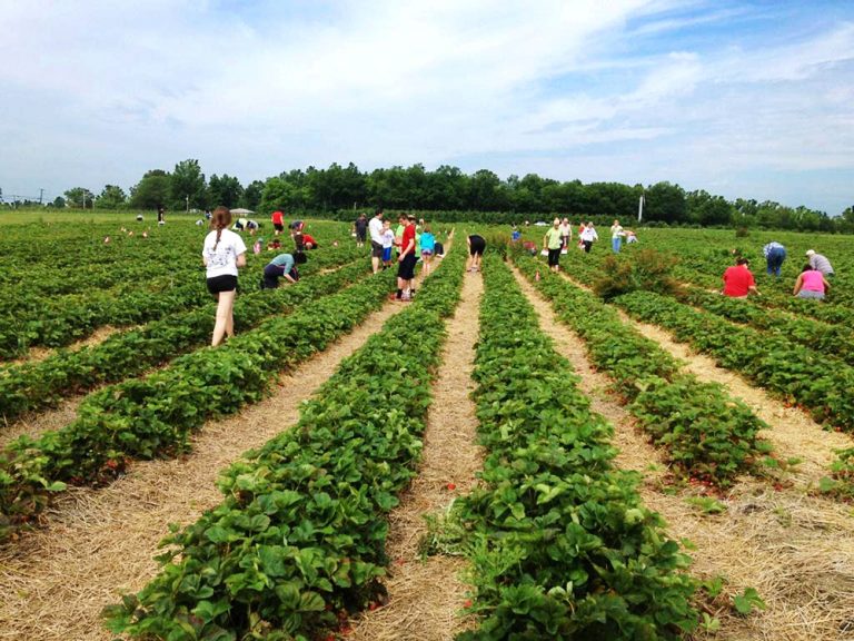 Top 5 U-Pick Farms For Strawberry Picking 