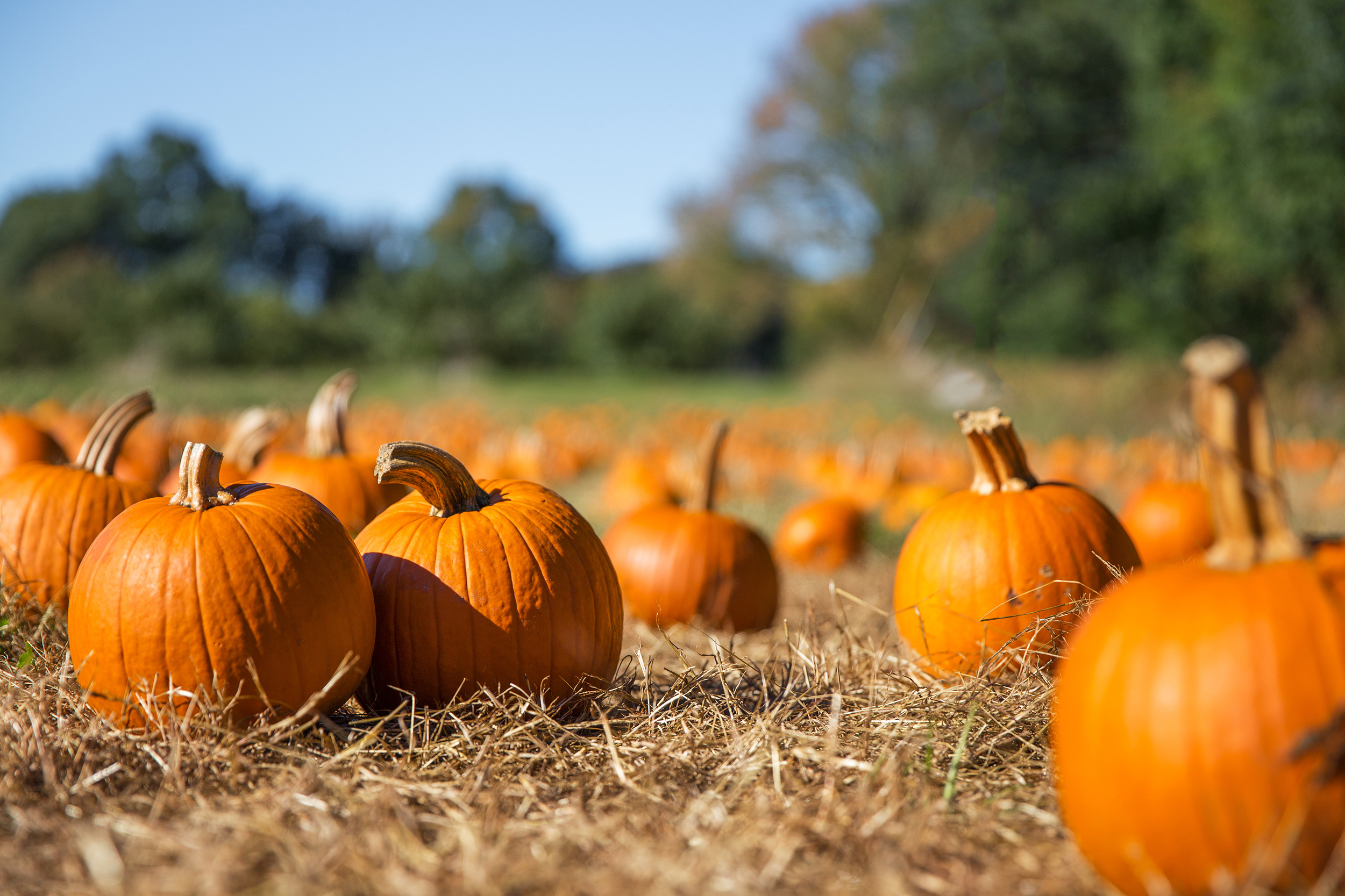 Six Local Pumpkin Patches to Check Out Now Cincinnati Magazine