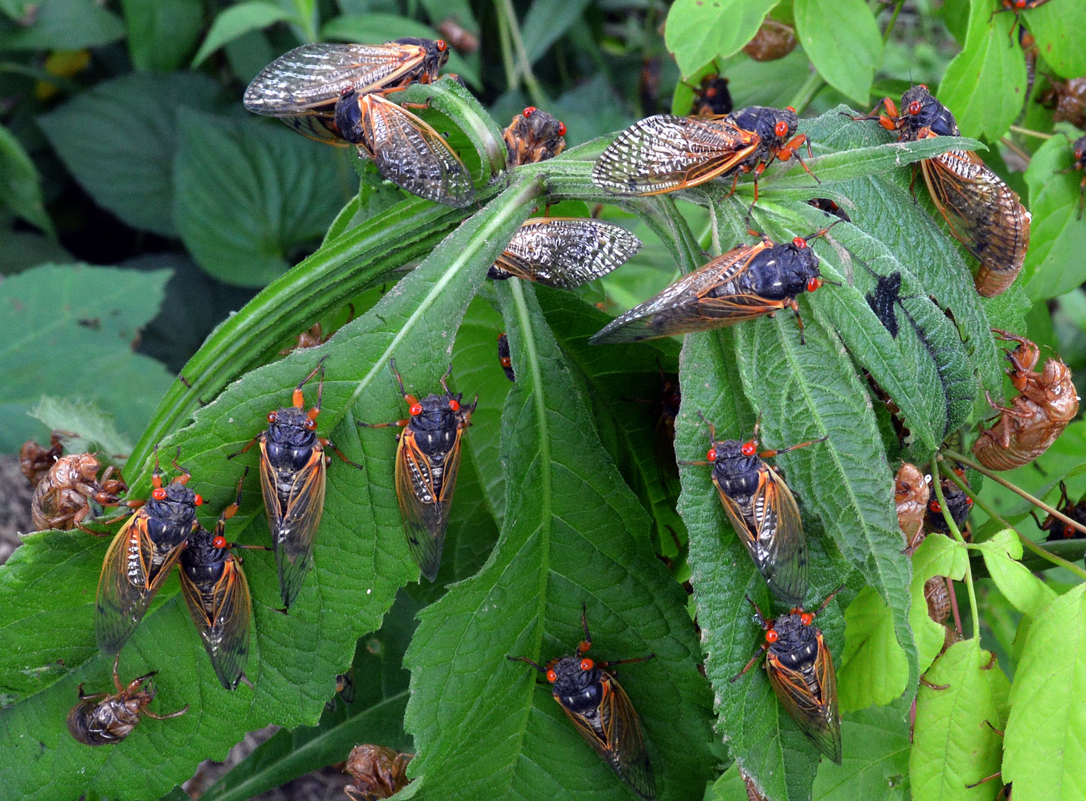 Billions of Cicadas Are About To Break Ground LaptrinhX / News