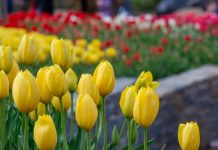 The Unsung Heroes of the Zoo’s Botanical Gardens