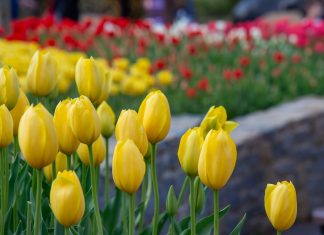 The Unsung Heroes of the Zoo’s Botanical Gardens